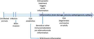 New animal models of neurocysticercosis can help understand epileptogenesis in neuroinfection